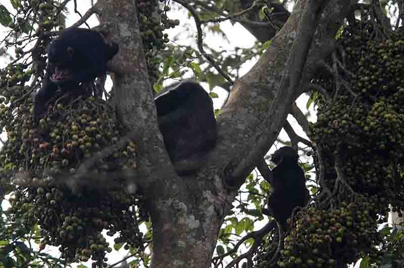 04 - Chimpances - parque nacional de Nyungwe - Ruanda